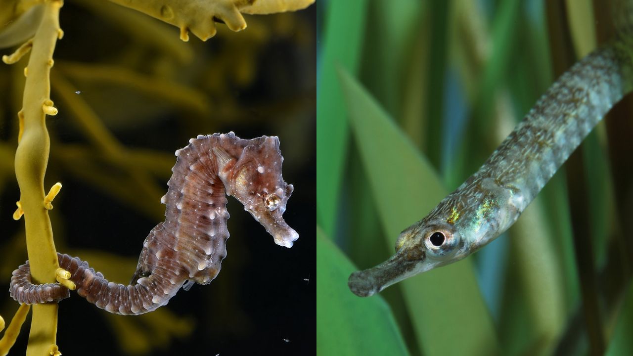 In Seahorse And Pipefish The Male Gives Birth To Young Male Can ...