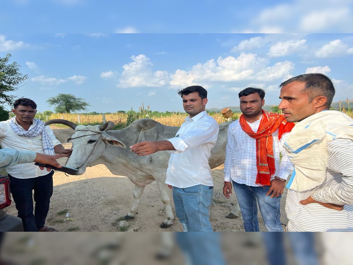 संक्रमित गौवंश का उपचार करते गौ सेवक 