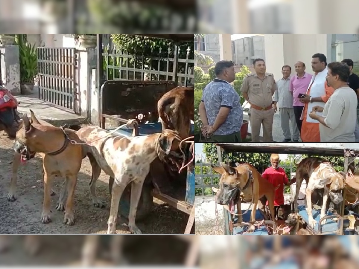 Sambhal: घर से बाहर निकलते में डरते थे लोग, प्रॉपर्टी डीलर के खूंखार कुत्तों ने मचाया था आतंक, 3 डॉगी जब्त