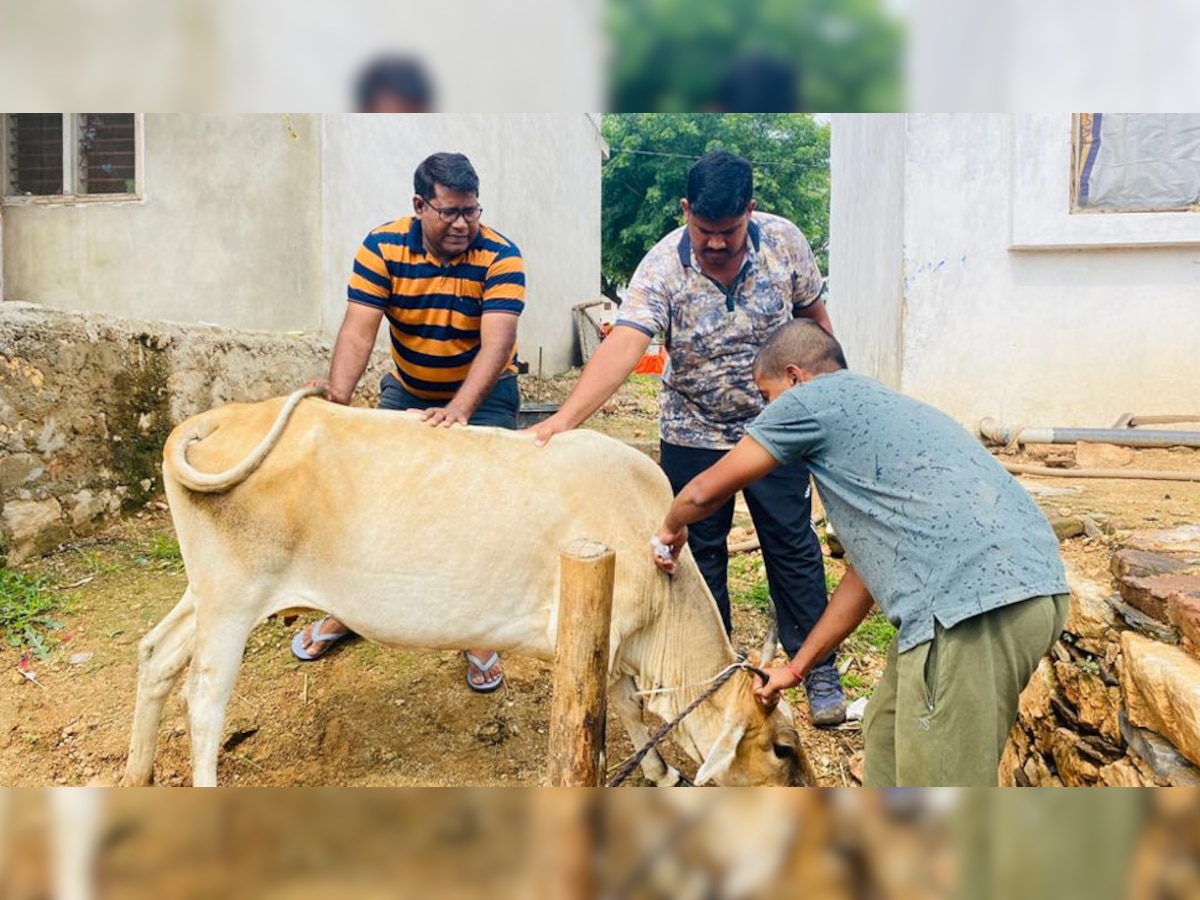 पशुओं में लंपी संक्रमण का बढ़ा खतरा