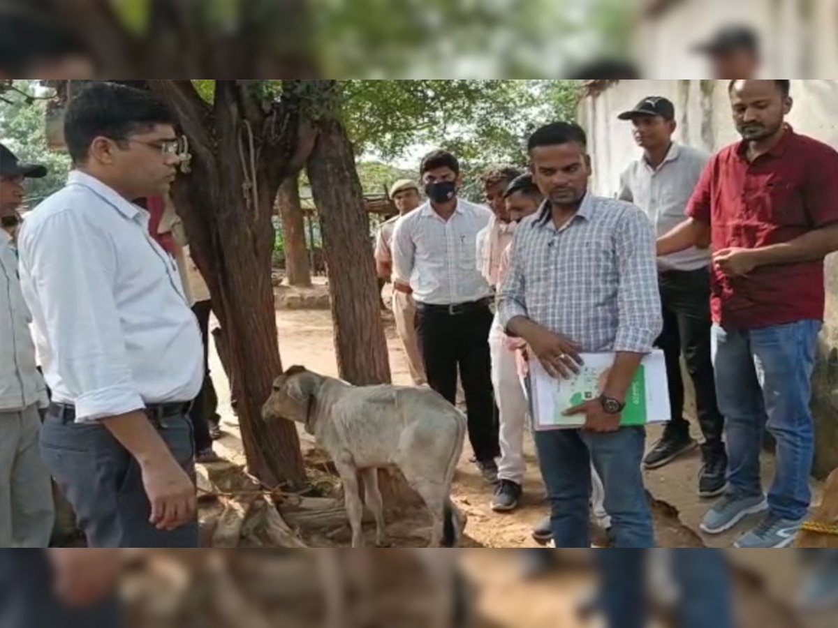 Chorasi: DM डॉ इन्द्रजीत यादव ने ली लंपी संक्रमित गोवंशों की जानकारी, उपचार के दिए निर्देश