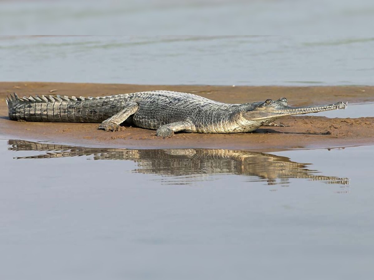 अलामती तस्वीर 