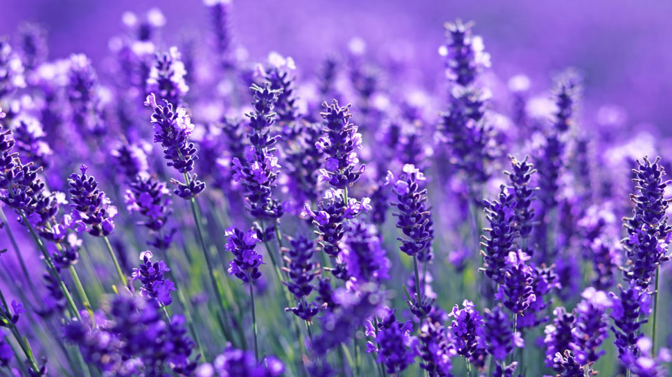 Flowers Eating Health Benefits Marigold Sadabahar Hibiscus Lavender Rose Cure Disease | Flowers Benefits: इन फूलों का जरूर करें सेवन, कई बीमारियां हो जाएंगी छूमंतर | Hindi News