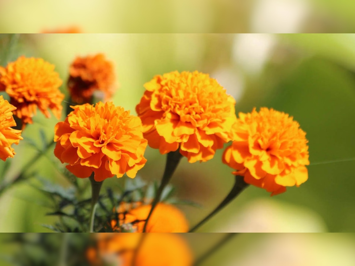 Flowers Eating Health Benefits Marigold Sadabahar Hibiscus Lavender