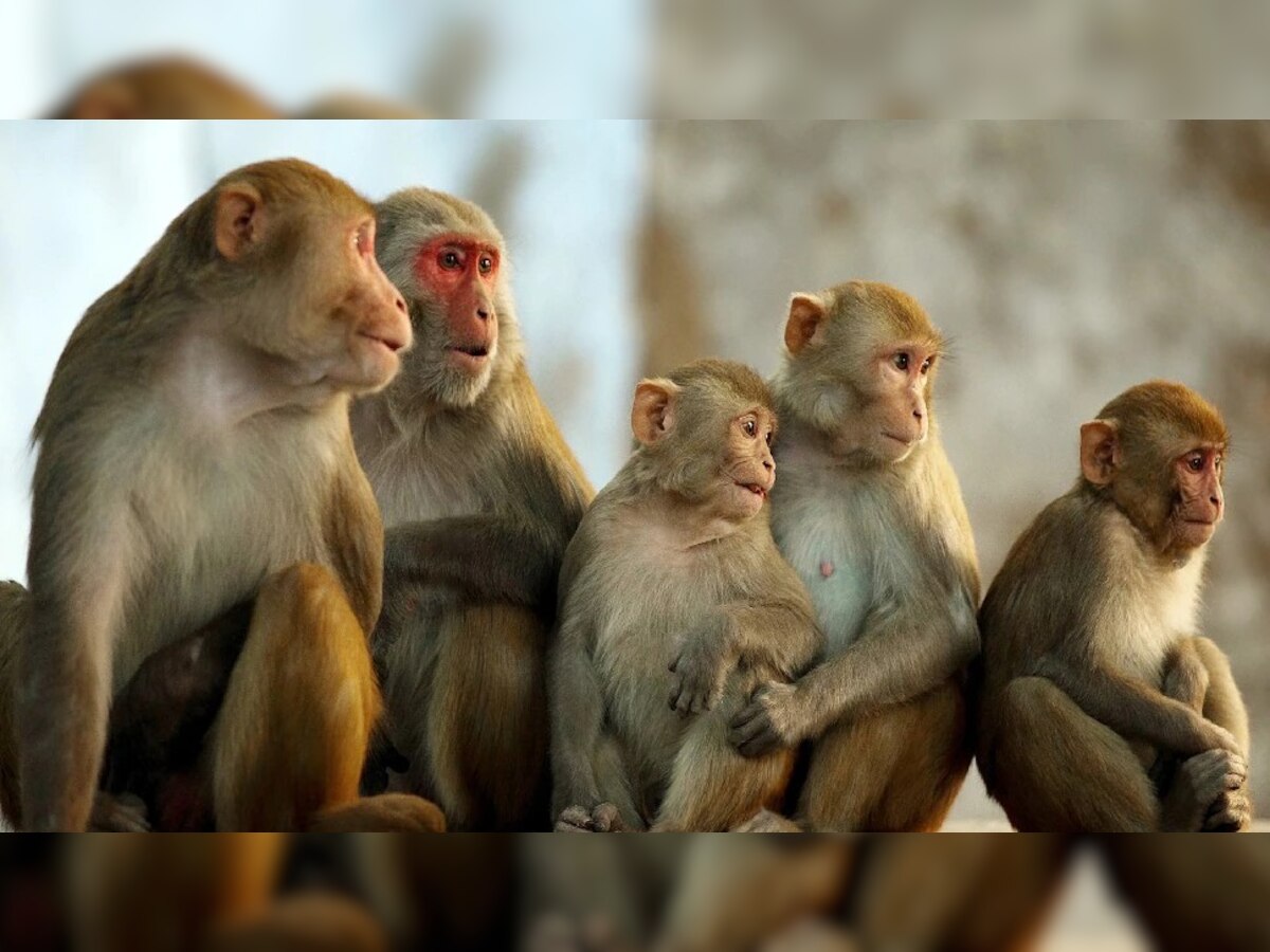 Badaun: 7 बंदरों की सनसनीखेज हत्या, नशीली गोलियां खिलाने के बाद बेरहमी से पिटाई का दावा