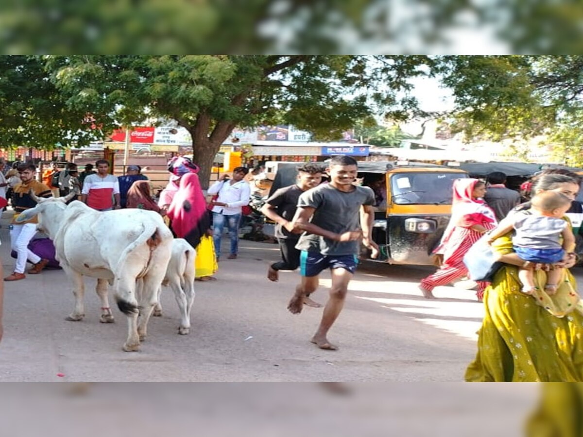 रेलवे स्टेशन पर घूमते पशु 