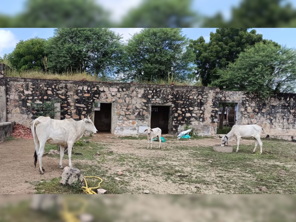 फुलेरा: गोवंशों के लिए आइशोलेशन सेंटर बनाकर की खानापूर्ति, व्यवस्थाओं का दिखा अभाव