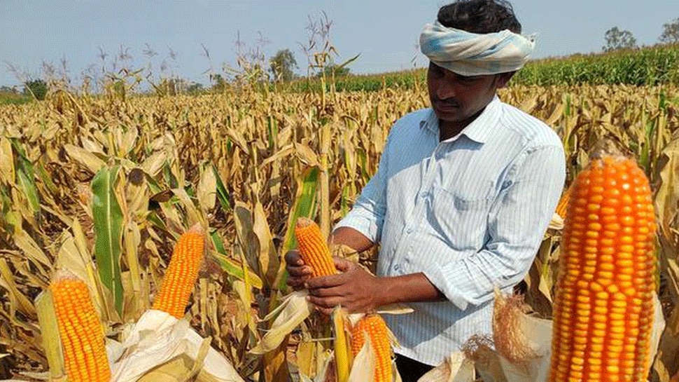 Maize Crop Meaning In Hindi