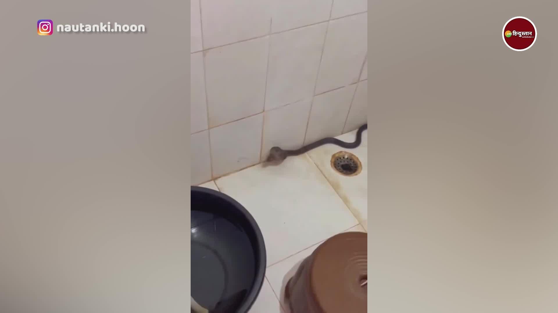 trending shocking video of a poisonous black snake in the bathroom goes