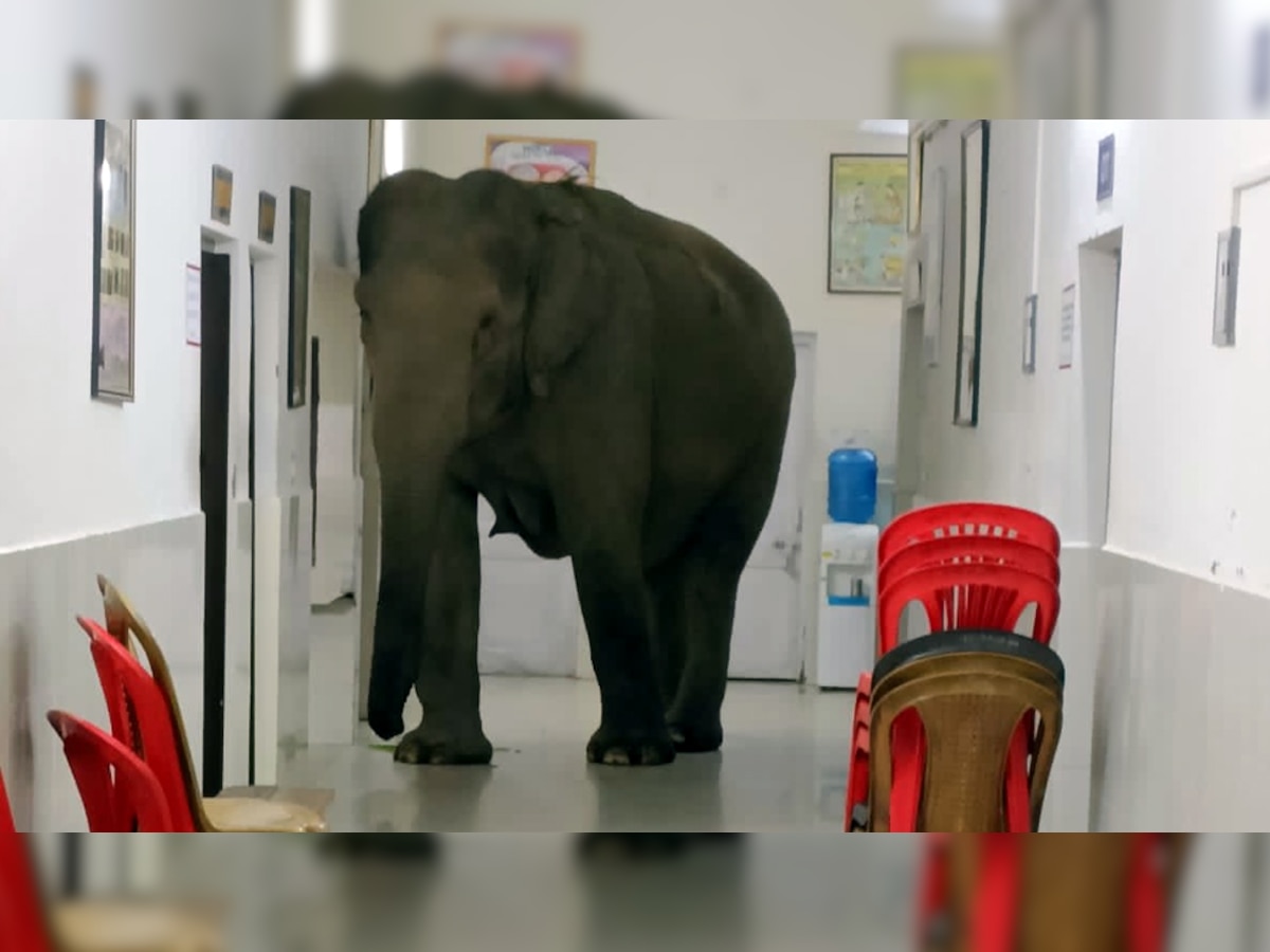 Viral Video: अस्पताल के मरीज भागने लगे इधर-उधर, जब अंदर देखा एक विशालकाय हाथी; जानें फिर क्या हुआ