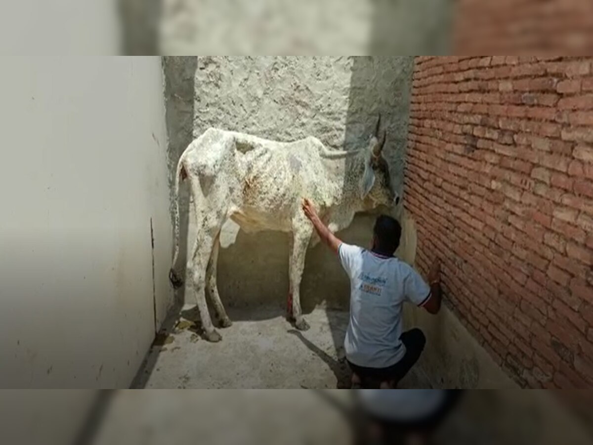 जालोर: भीनमाल में गायों के उपचार के लिए भामाशाहा आ रहे आगे 