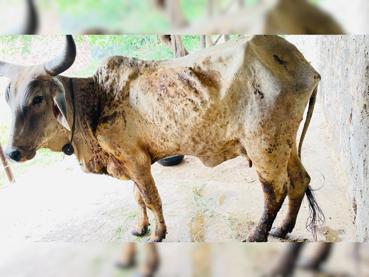 सिवाना: विकास अधिकारी ने गायों को बचाने के लिए इकट्ठी की 3.50 लाख की राशि