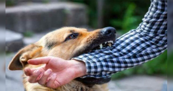 Dog bite Rabies causes symptoms and effect do these 3 things