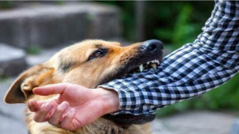 Dog bite home top treatment in hindi