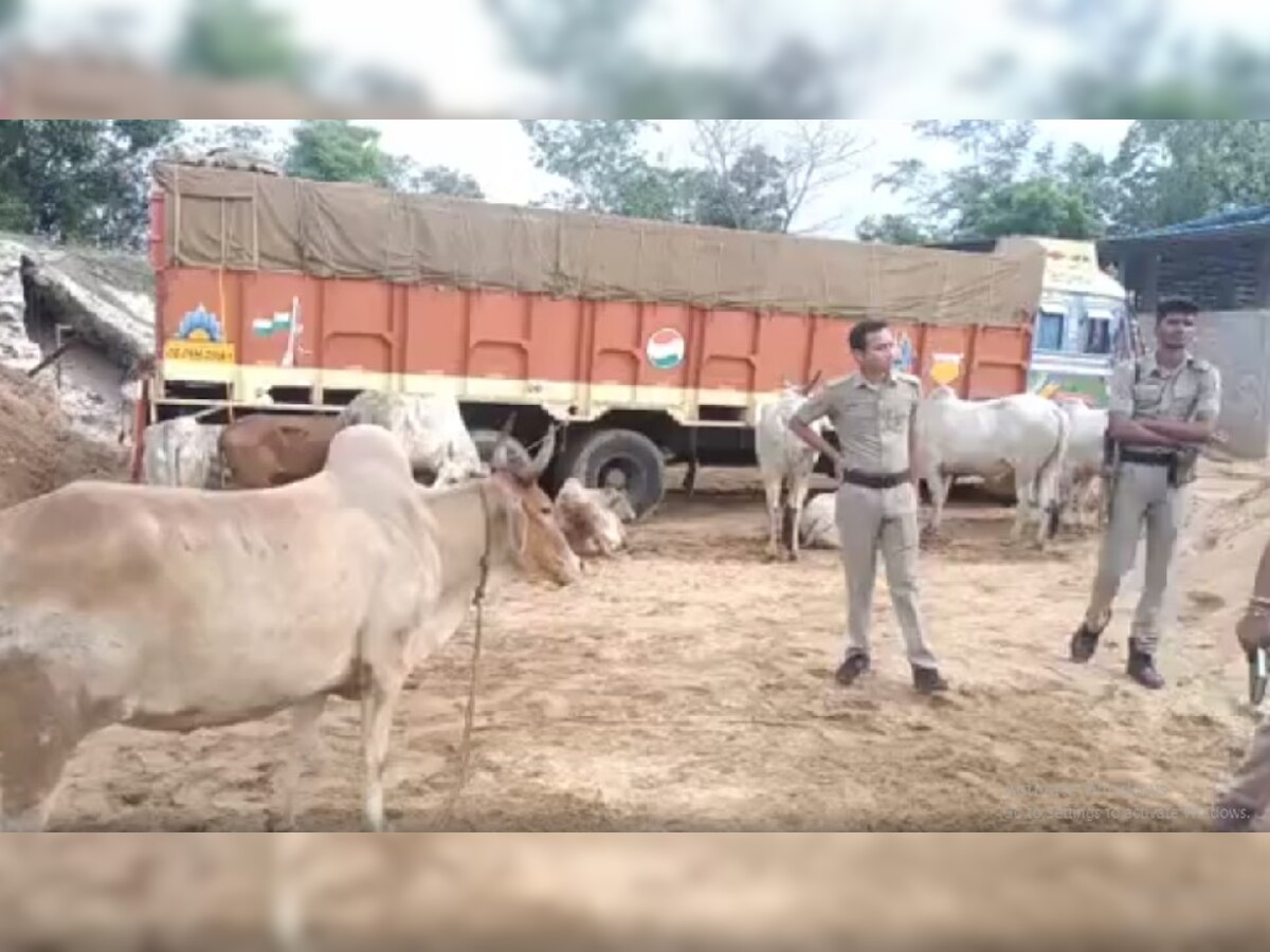 Cow smuggling: ମାଫିଆ ରାଜନେତାଙ୍କ ମଧ୍ୟରେ ମଧୁଚନ୍ଦ୍ରିକା, ଖସି ଯାଉଛନ୍ତି ଶହଶହ ଗୋ ଚାଲାଣକାରୀ