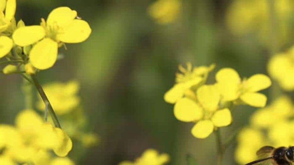 Yellow Mustard Seeds Remedy mustard seeds in corner of house Yellow sarso brings positivity