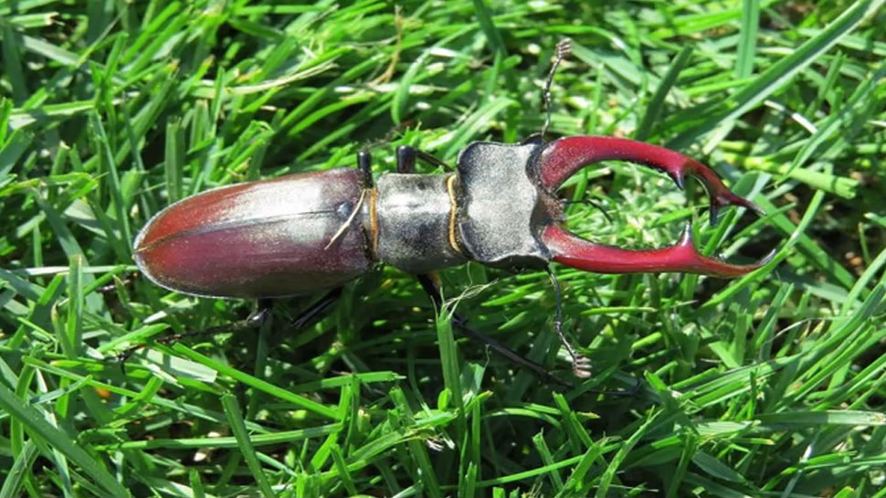 this insect can make you crorepati how it is possible, as it is Worlds ...