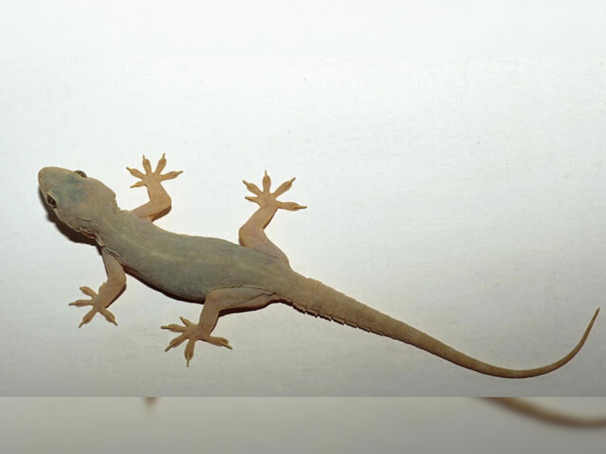 Lizard Signs: छिपकली की हरकतों पर दें ध्यान, बताती है आपका भविष्य