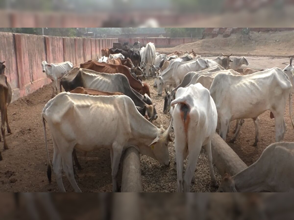 भरतपुर: 700 गांवों में 3 हजार से ज्यादा गाय लंपी स्किन की चपेट में, 100 से अधिक की मौत 