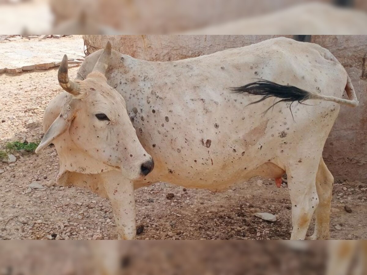 जैसलमेर: लंपी स्किन से हजारों गायों की मौत, विभाग के पास इलाज नहीं, रो रहे पशुपालक