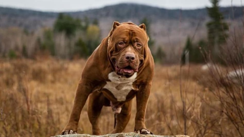 Pitbulls one of the most dangerous dog Here are things you should