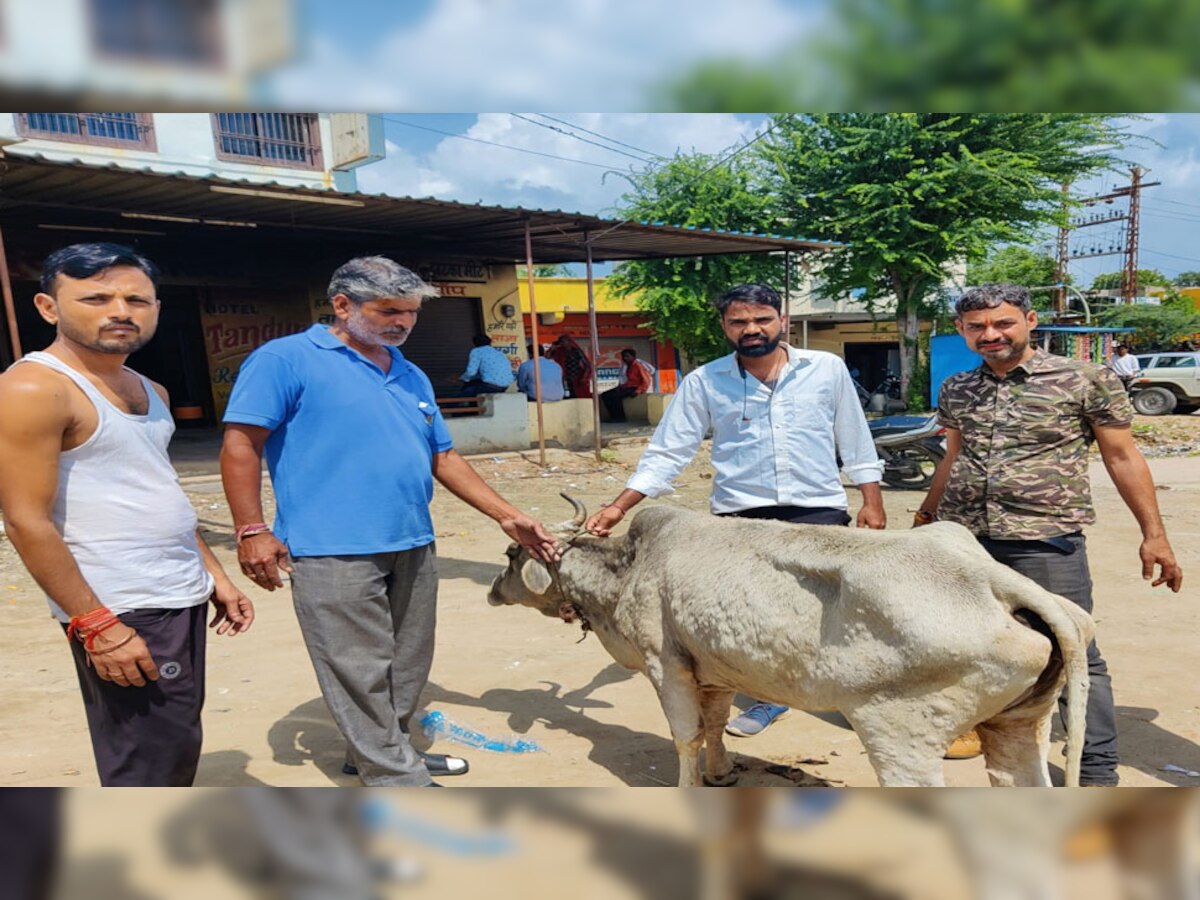  लम्पी स्किन डिजीज की राजसमंद जिले में स्थितिः लगभग 14 हजार गोवंश रोग से ग्रसित, 441 गोवंश की हुई मृत्यु