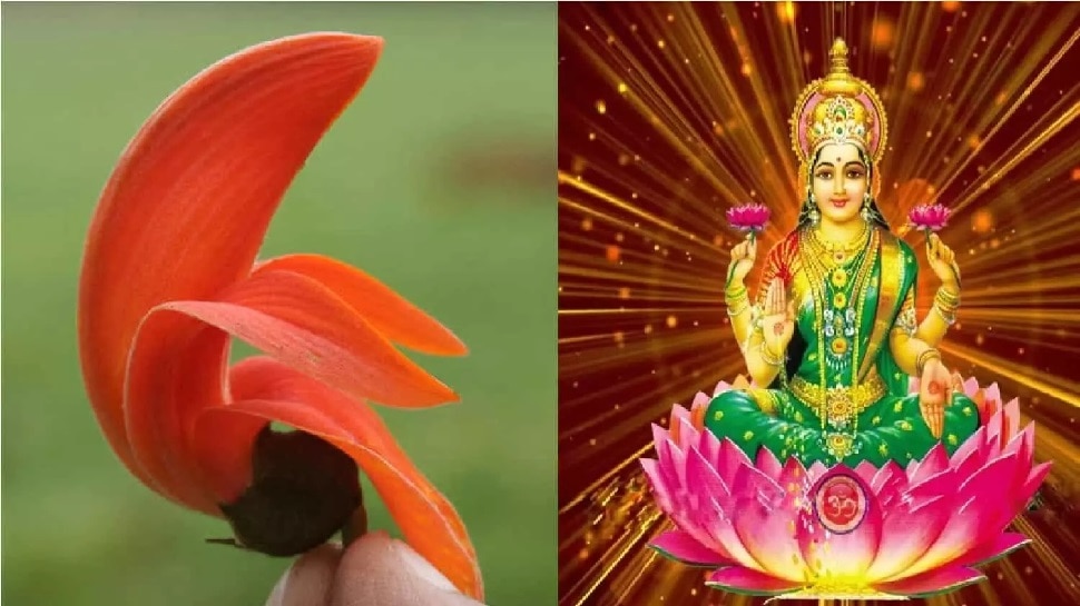 Vastu Tips For Palash Tree Flower: तिजोरी या धन स्‍थान पर रख लें ये फूल,  कभी नहीं होगी पैसों की कमी, तेजी से बढ़ेगी कमाई | Vastu Tips keep Palash  flower in