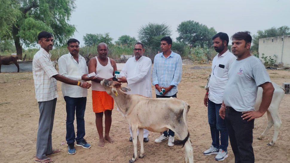सीकर: लंपी बीमारी से गोवंश को बचाने के लिए,प्रवासी बढ़ा रहें मदद का हाथ