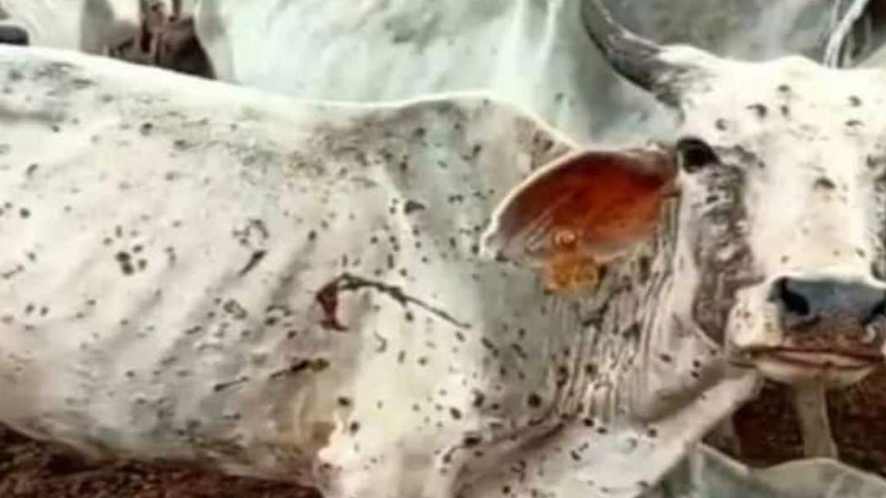 बेगूं: मवेशियों की सुरक्षा और लंपी प्रकोप की रोकथाम के लिए शुरू हुए धार्मिक जतन