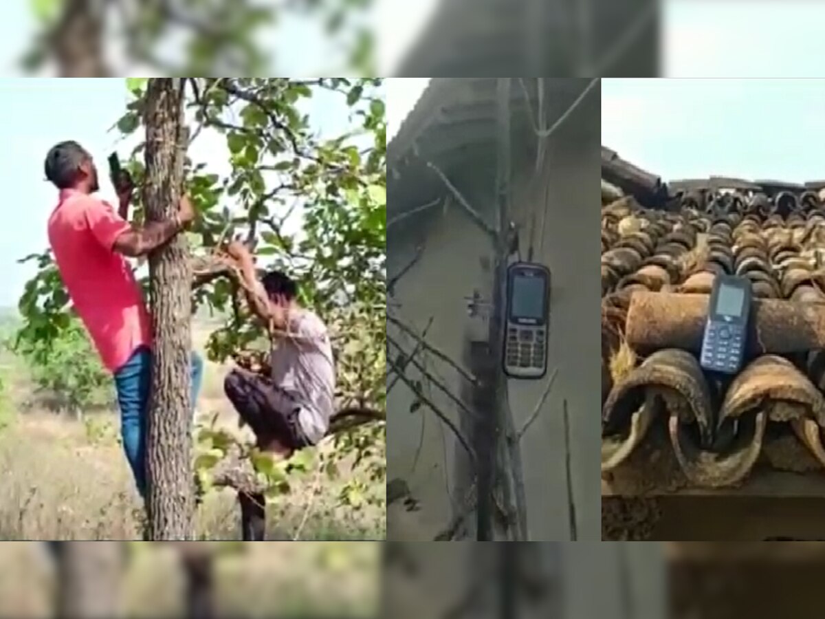 Jharkhand News: यहां पेड़ पर चढ़कर लोग करते हैं फोन पर बात, वजह पूछो तो देते हैं एक ही जवाब, जानें क्या?