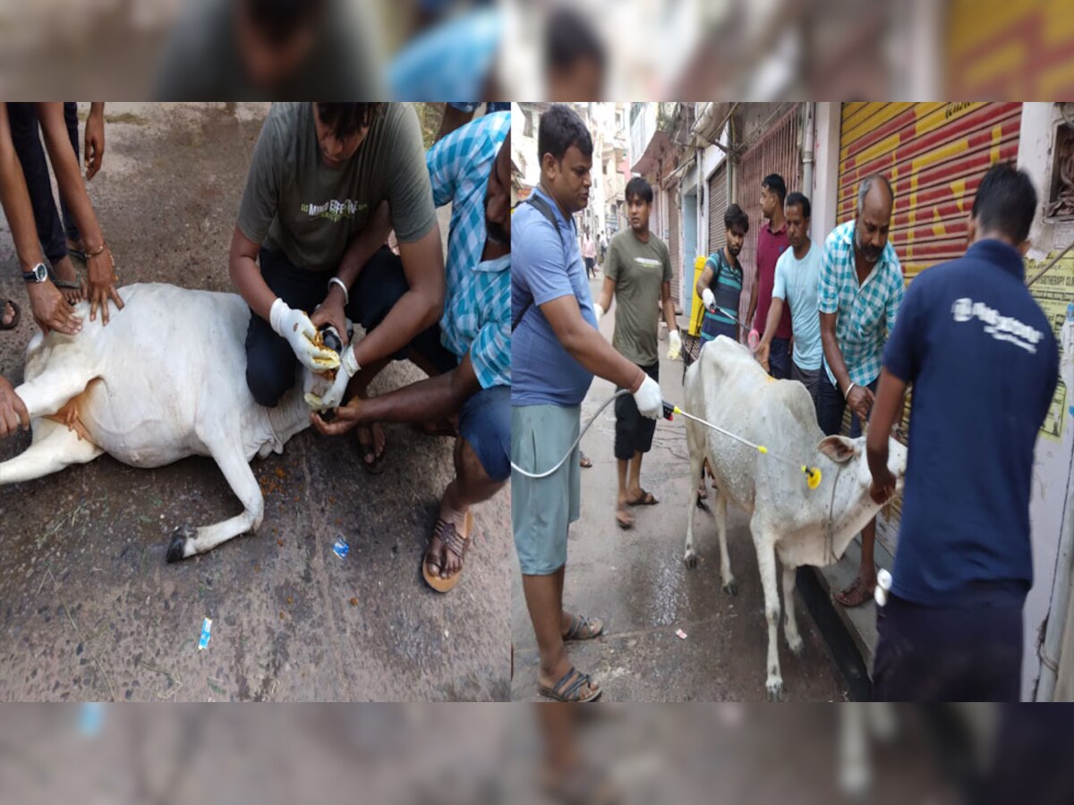 Chaksu:लंपी से जीतने के लिए युवाओं का संकल्प,औषधीय लड्डू खिलाकर बचा रहें गायों की जान