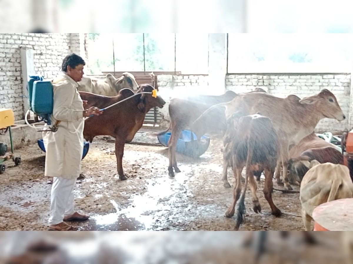 बांसवाड़ा में लंपी वायरस का कहर, 4888 गाय लंपी से संक्रमित, 130 की हुई मौत