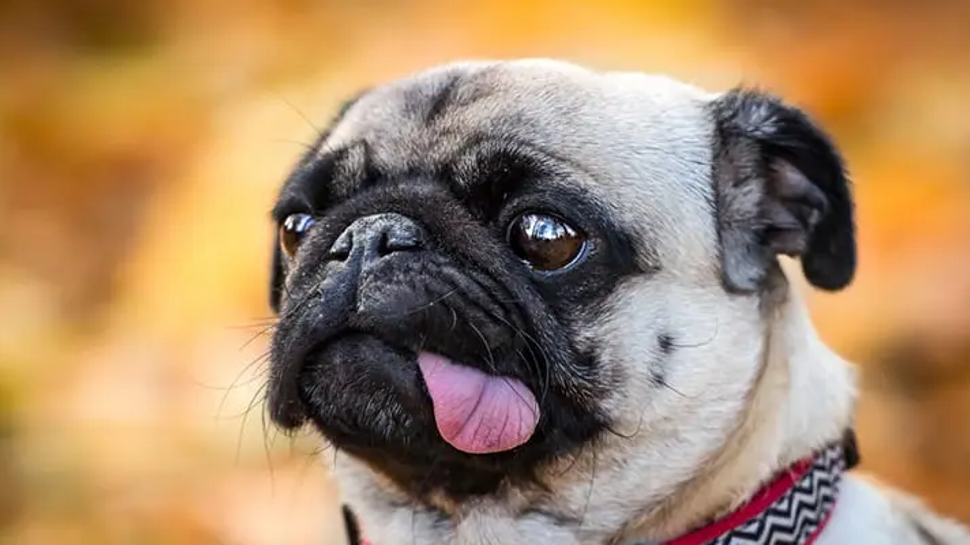 Vodafone dog best sale