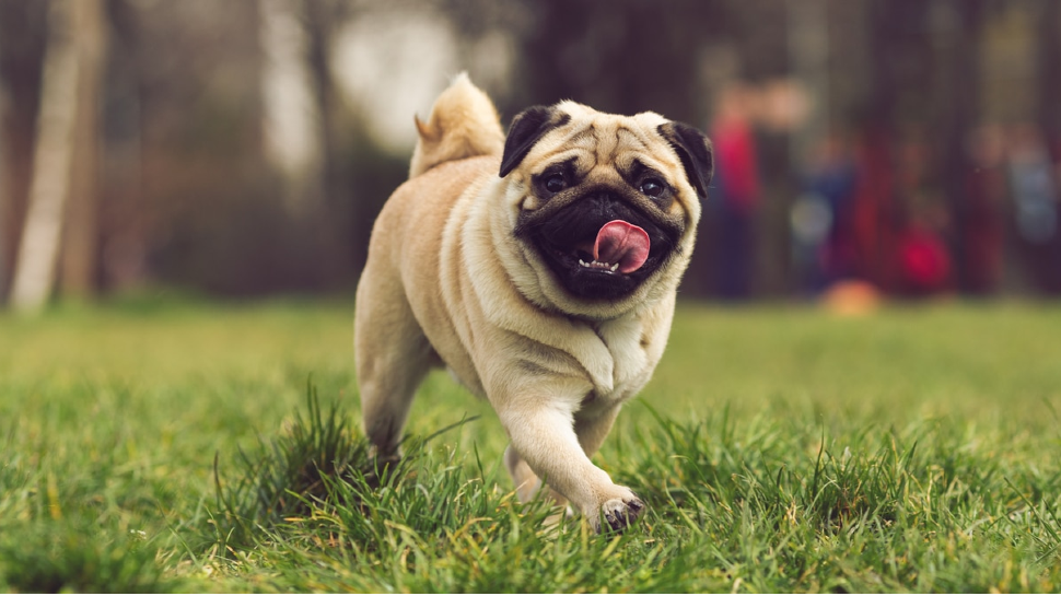 Vodafone ka dog deals price