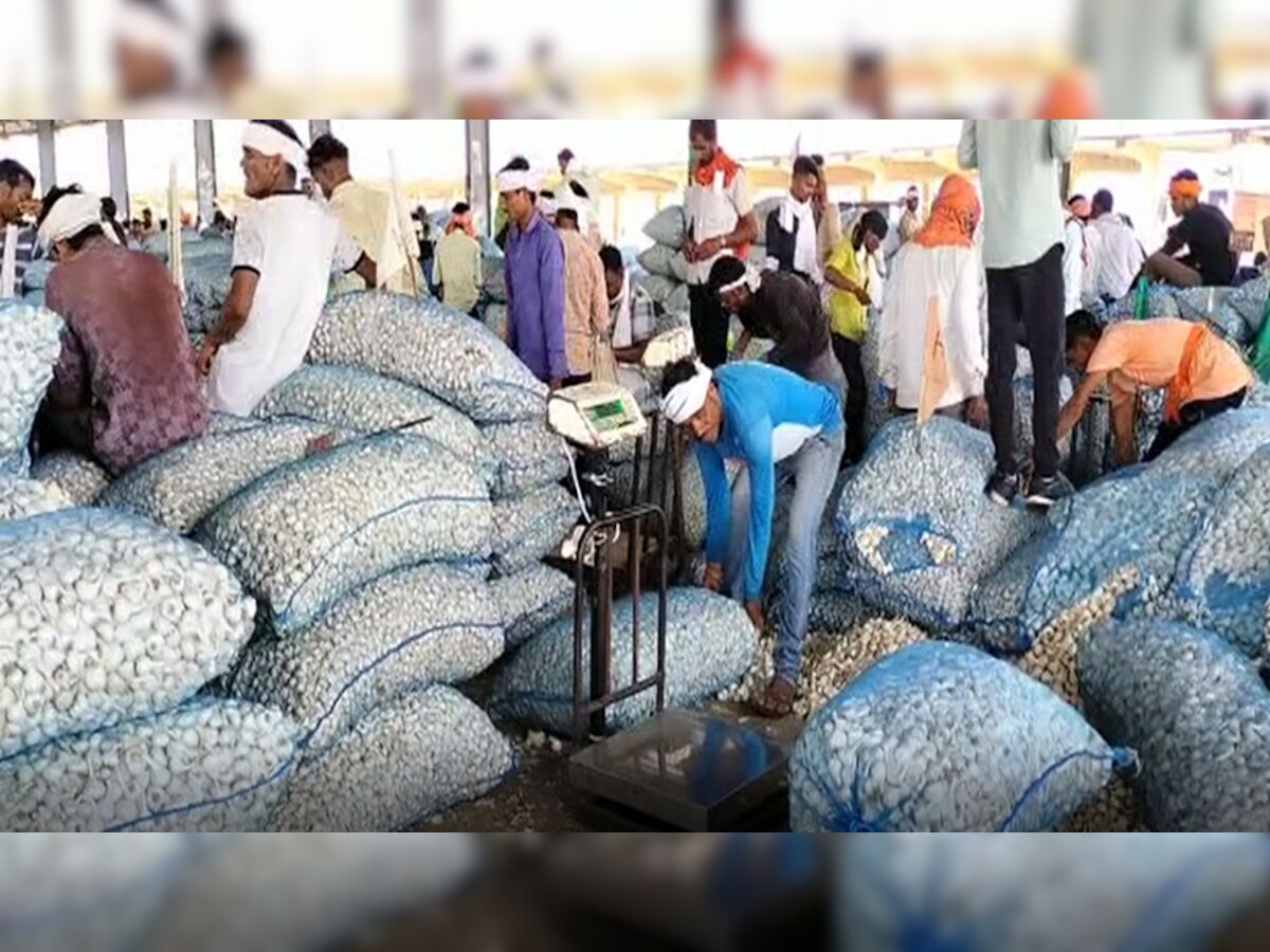 लहसुन को सही दाम का इन्तजार 