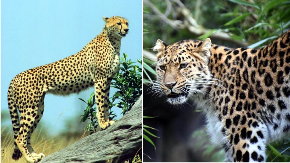 cheetah leopard difference kuno national park sheopur mp namibia ssmp