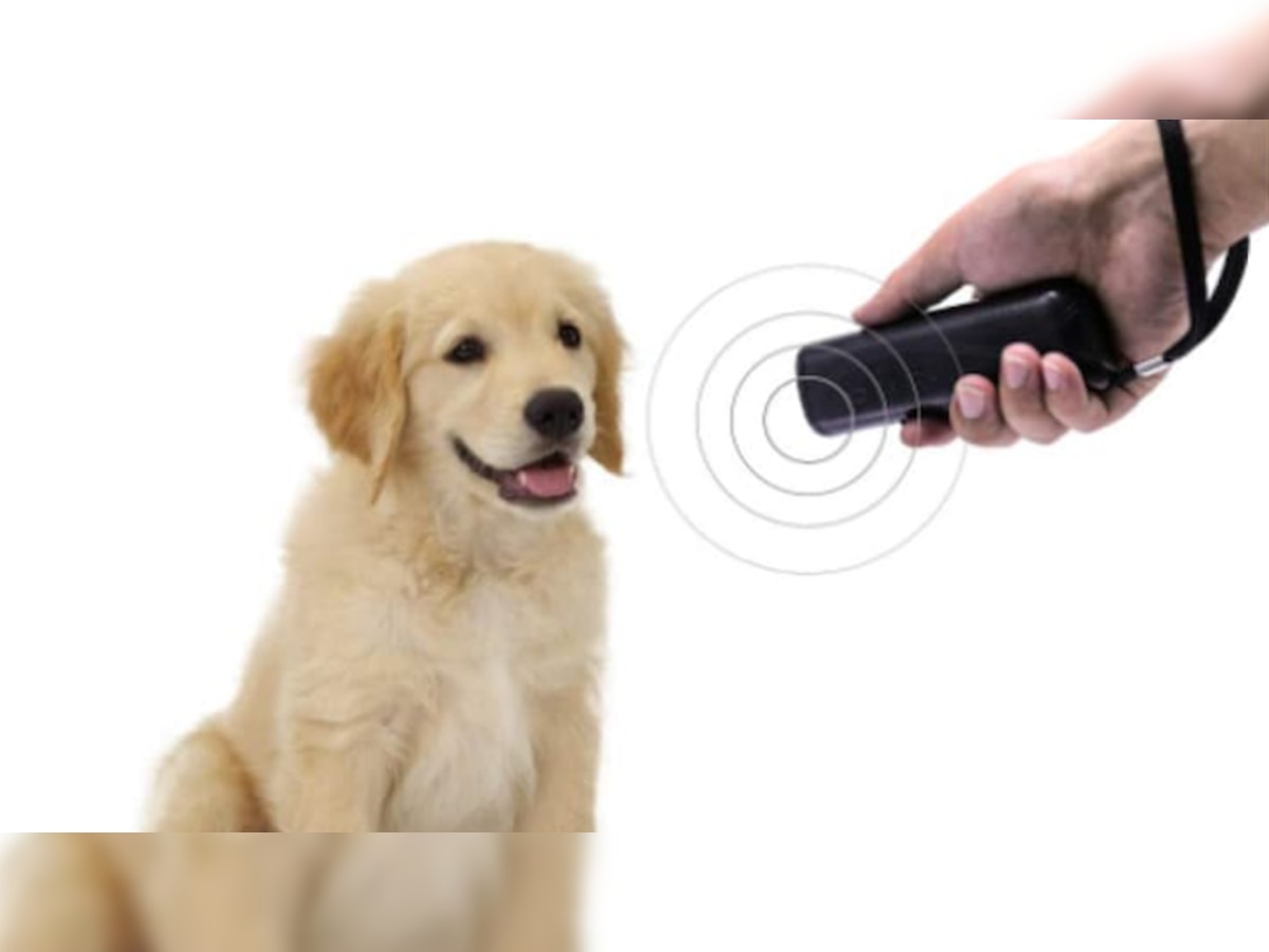 Dog Repellent: जेब में रखें यह 300 रुपये की डिवाइस, भौंकना तो दूर पास भी नहीं भटकेंगे कुत्ते