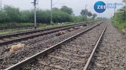 Sheep Died Video: दर्दनाक वीडियो, 50 भेड़ों की ट्रेन से कटकर हुई मौत