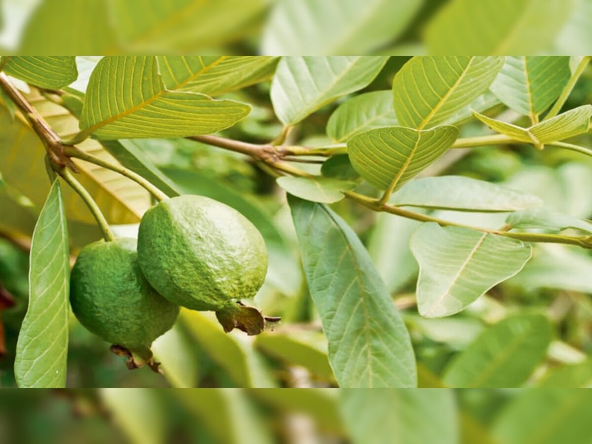 Benefits of Guava Leaves: सेहत का खजाना है अमरूद के पत्ते, रोज सुबह ऐसे करें इस्तेमाल