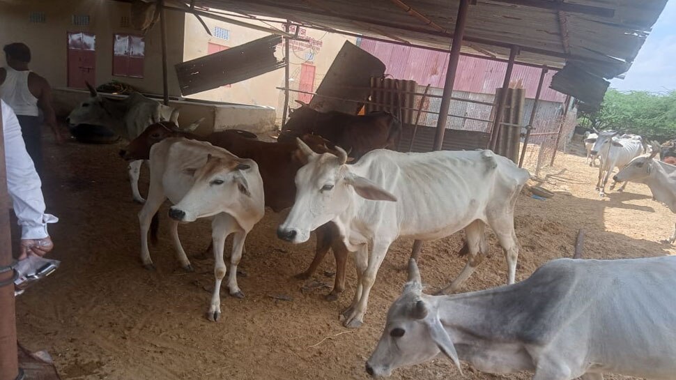 Bassi: गोवंश की सेवा के लिए आगे आए समाजसेवी संगठन, लंपी से ग्रसित गायों के लिए खोला क्वारंटाइन सेंटर