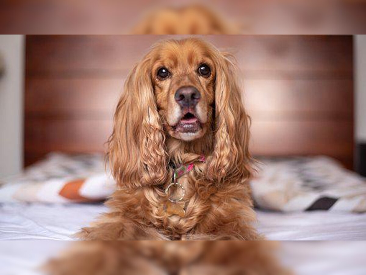 Friendly Dog breeds these dogs are very cute family homely dog images ...