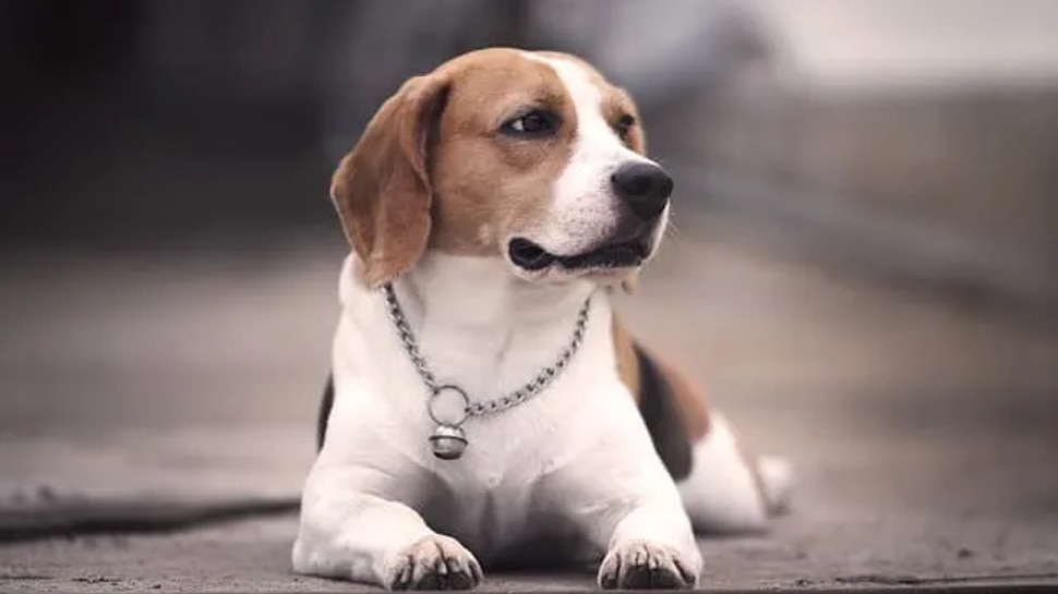 Homely Dogs Types Friendly Dog breeds these dogs are very cute family homely dog images ...