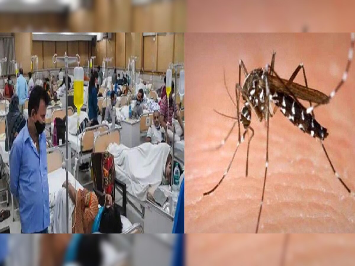 पटना में डेंगू संक्रमितों की संख्या में हुई बढ़ोतरी, पिछले 24 घंटों में मिले इतने नये मरीज