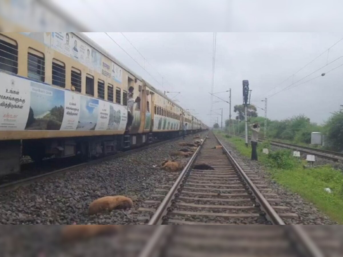 Pathankot Express Accident: पठानकोट एक्सप्रेस के सामने आया भेड़ों का झूंड, हुई दर्दनाक मौत