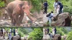 पूर्व CM त्रिवेंद्र रावत के काफिले के सामने अचानक आ गया हाथी, ऐसे बचानी पड़ी जान