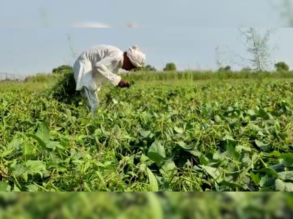 मानसून की अच्छी बारिश के बाद खाजूवाला के किसानों में जगी बंपर मूंग पैदावार की उम्मीद