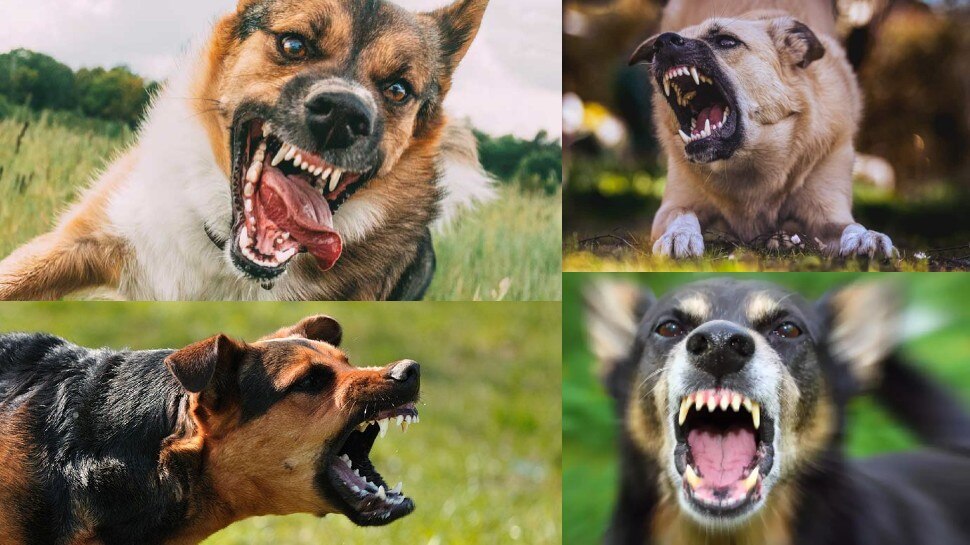 Dog Attack Complaints Where to Complain against Dog Biting Cases Thana