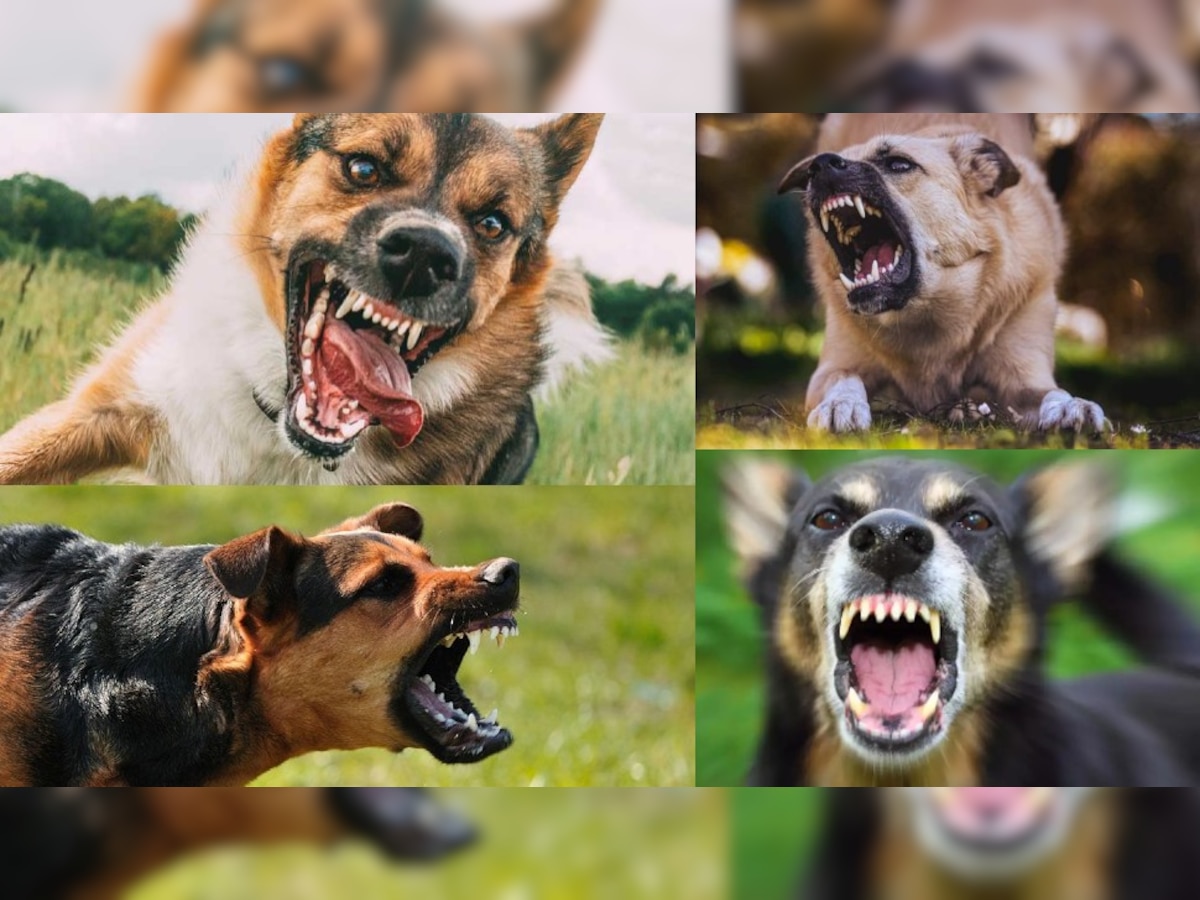 Dog Attack Complaints: कुत्ता काटे तो कहां जाएं... किससे करें शिकायत? जानें सभी विकल्प