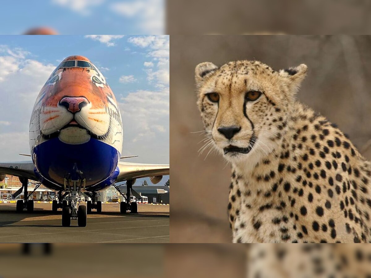 Project Cheetah: स्पेशल विमान से नामीबिया से भारत आएंगे चीते, इस पर बनी पेंटिंग जीत लेगी दिल!
