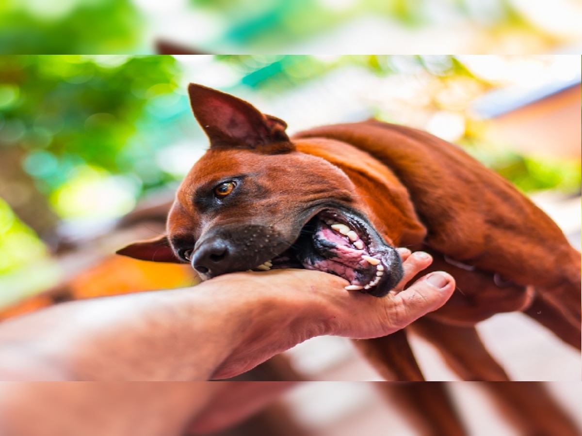 Dog Bite Treatments How To Prevention And Treatment Of Dog Bites